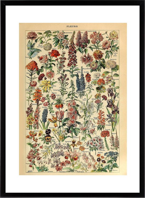 Affiche Vintage Fleurs - Les Fleurs - Plantes - Bloem - Nature Botanique Millot - Plante & Jardin