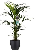 Kentia Palm - Ø21/100cm met Zwarte Pot