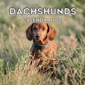 Dachshunds