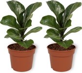 2x Ficus Bambino - Vioolplant - ± 40cm hoog - 12cm diameter