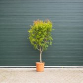 Bomenbezorgd.nl - Granaatappelboom - Punica granatum - Totaalhoogte 120-140 cm Stamomtrek 10-14 cm