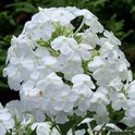 Tros zuiver witte Phlox bloemen met fijne details en groene blaadjes.