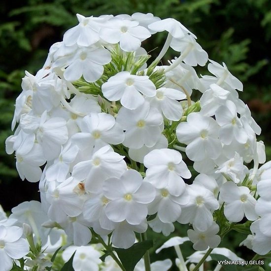 Tros zuiver witte Phlox bloemen met fijne details en groene blaadjes.