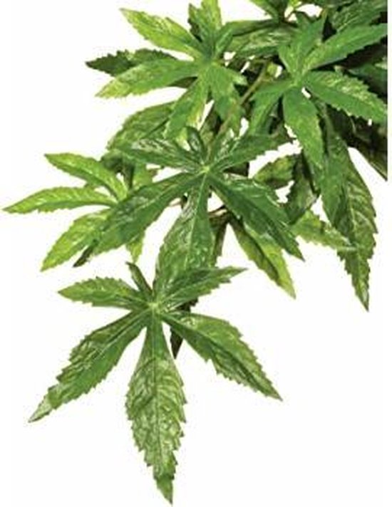 Foto: Zoomed naturalistic flora cannabis small terrariumplant