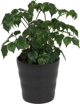 Kamerplant Radermachera Sinica – Smaragdboom - ± 20cm hoog – 12 cm diameter - in zwarte pot