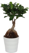 Ficus Ginseng - ± 30cm hoog – 12 cm diameter - in witte pot