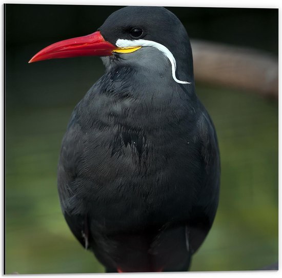 Dibond - Zwarte Vogel met Rode Pootjes en Snavel - 50x50cm Foto op Aluminium (Met Ophangsysteem)