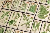 Botanica Stickerset - 60 stuks - Botanical Stickers