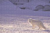 Poolvos in de sneeuw - Moeilijke legpuzzel Volwassenen 252 stukjes