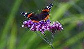 Veldbloemen zaad - Inheems Bijen-en Vlindermengsel 50 gram - 25 m2 - bij - vlinder - biodiversiteit - meerjarig