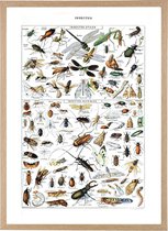 Affiche dans un cadre en bois - insectes Vintage - grand 70 x 50 - Éducatif - Biologie - affiche scolaire - rétro