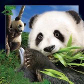 Panda 3D ansichtkaart met envelop - een set van 2 stuks