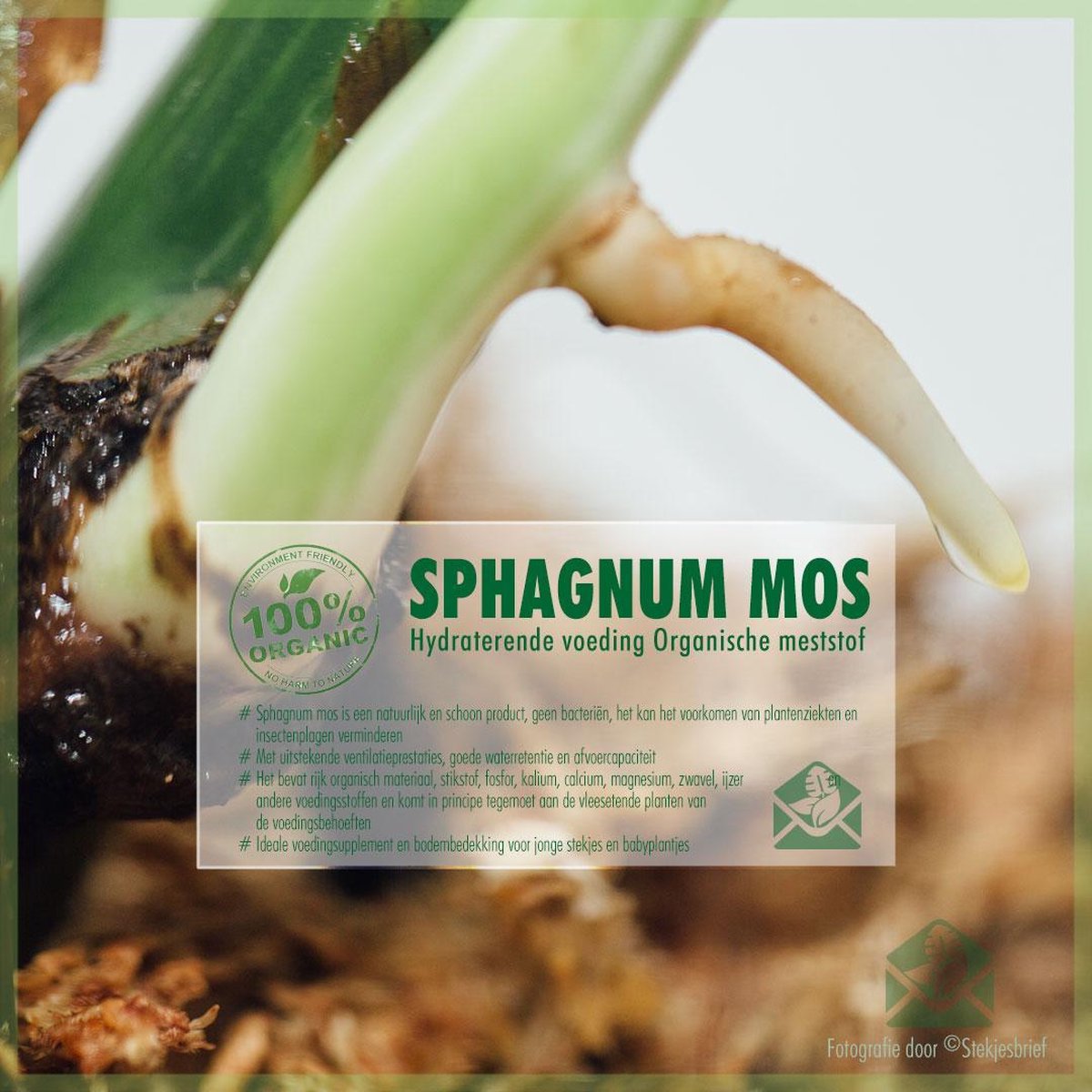 Sphagnum (spagnum 250 g) mos voor stekjes, terrariums en amfibieën - Merkloos