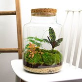 Terrarium - Milky - ↑ 31 cm - Ecosysteem plant - Kamerplanten - DIY planten terrarium - Mini ecosysteem