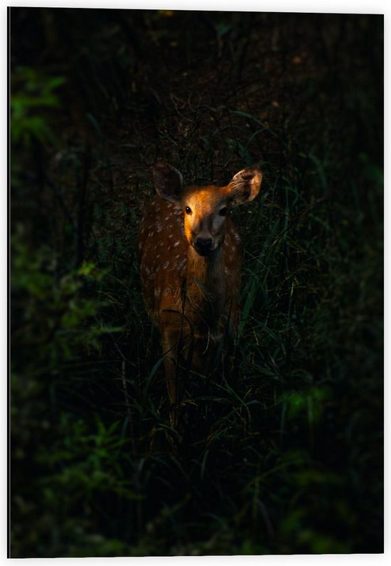 Dibond - Aankijkend Hert vanuit Bos - 40x60cm Foto op Aluminium (Wanddecoratie van metaal)