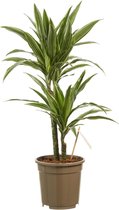 SIMPLYBLOOM.EU - Dracaena Warneckei