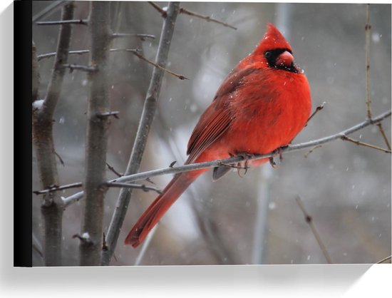 images Rood Vogeltje Nederland canvas rode vogel op een takje 40x30cm foto op canvas schilderij wanddecoratie op canvas