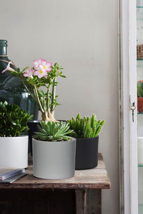 Een lichtgrijze, ronde keramische pot met een succulente plant.