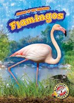 Animals of the Wetlands- Flamingos
