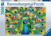 Ravensburger puzzel Land of the Peacock - Legpuzzel - 2000 stukjes