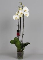 Phalaenopsis 3 tak wit