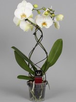 Phalaenopsis Twister wit