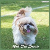 Shih Tzu Poodle 2021 Wall Calendar