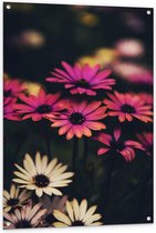 Tuinposter – Roze/Witte Bloemen - 80x120cm Foto op Tuinposter  (wanddecoratie voor buiten en binnen)