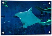 Tuinposter – Rog in Aquarium - 60x40cm Foto op Tuinposter  (wanddecoratie voor buiten en binnen)