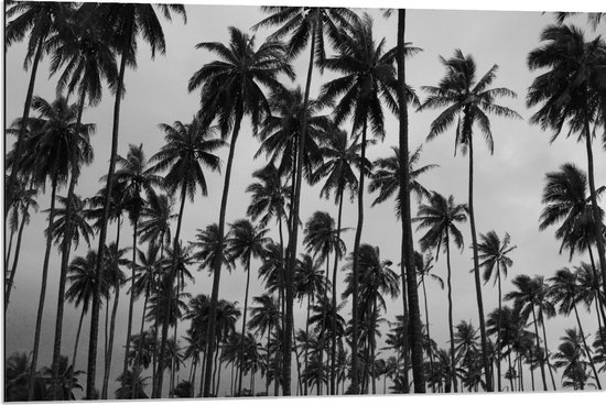 Dibond - Palmbomen in de Hoogte Zwart - Wit - 90x60cm Foto op Aluminium (Wanddecoratie van metaal)
