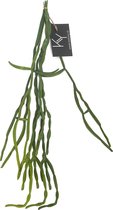 Rhipsalis hangplant kunst