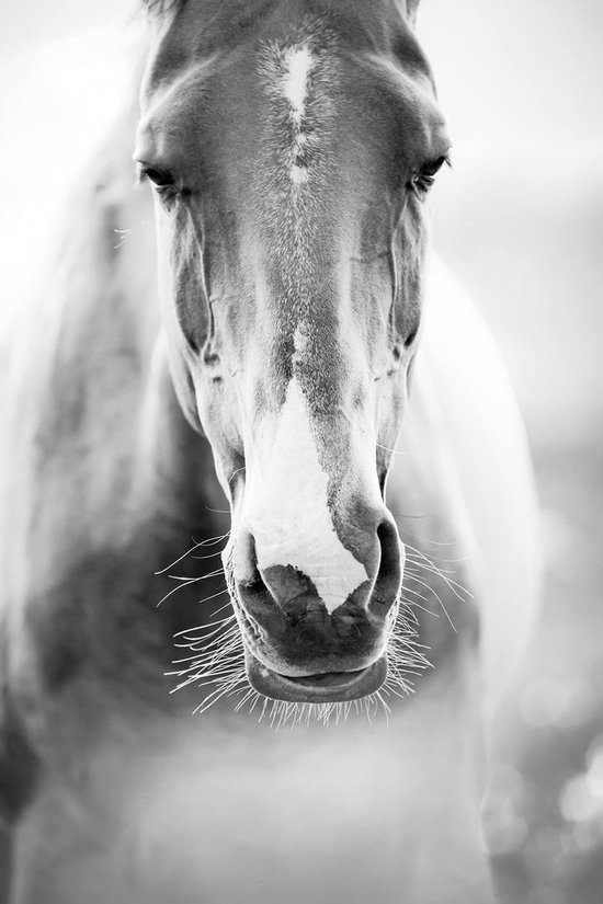 Horse With No Name- Kristal Helder Galerie kwaliteit Plexiglas 5mm.- Blind Aluminium Ophang-frame- Fotokunst- luxe wanddecoratie- Akoestisch en UV Werend- inclusief verzending