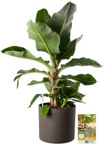 Pokon Powerplanten Bananenplant 80 cm ↕ - Kamerplanten - in Pot (Mica Era Donker Grijs) - Musa - met Plantenvoeding / Vochtmeter
