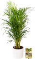 Pokon Powerplanten Areca Palm 100 cm ↕ - Kamerplanten - in Pot (Mica Era, Wit) - Goudpalm - met Plantenvoeding / Vochtmeter