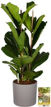Pokon Powerplanten Ficus Lyrata 100 cm ↕ - Kamerplanten - in Pot (Mica Era, Grijs) - Vioolbladplant - met Plantenvoeding / Vochtmeter