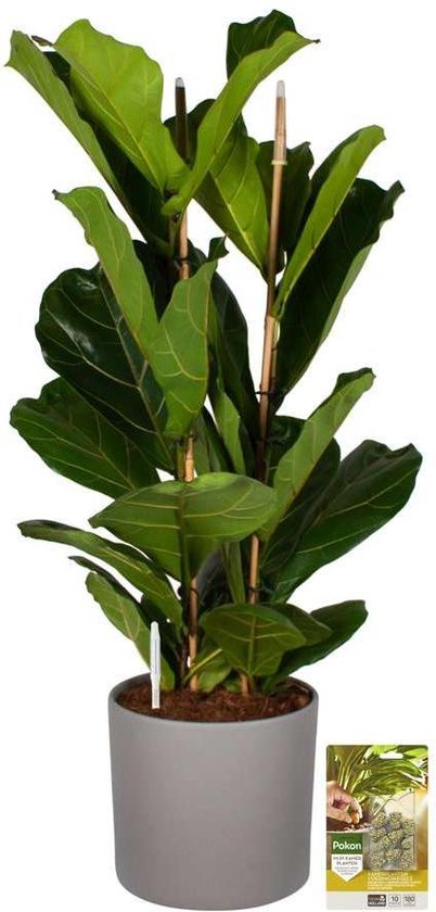 Fiddle leaf fig