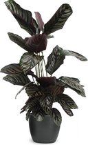We Love Plants - Calathea Ornata + Pot Jeroen - 70 cm hoog - Luchtzuiverende plant