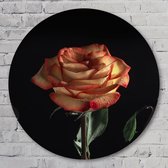 Muurcirkel ⌀ 100 cm - Roos stilleven - Aluminium Dibond - Bloemen en Planten - Rond Schilderij - Wandcirkel - Wanddecoratie