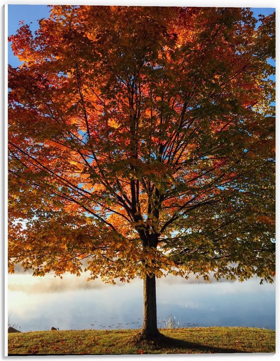 Forex - Grote Herfstboom aan het Water - 30x40cm Foto op Forex
