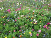 Veldbloemen zaad - Summertime 50 gram - 25 m2 - éénjarig kleurrijk bloemen mengsel- cosmea