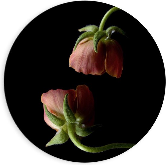 Dibond Wandcirkel - Twee Hangende Bloemen met Zwarte Achtergrond - 90x90cm Foto op Aluminium Wandcirkel (met ophangsysteem)