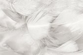 Luxe Wanddecoratie - Fotokunst 'White Feathers' - Hoogste kwaliteit Plexiglas - Blind Aluminium Ophangsysteem - 80 x 120 - Akoestisch en UV Werend - inclusief verzending -