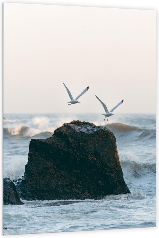 Dibond - Vliegende Meeuwen over de Zee - Foto op Aluminium (Wanddecoratie van metaal)