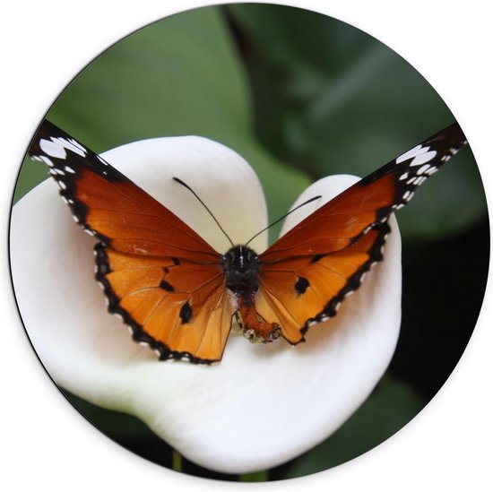 Dibond Wandcirkel - Bruine Vlinder op Witte Bloem - Foto op Aluminium Wandcirkel (met ophangsysteem)