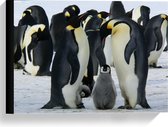 Canvas  - Baby Pinguïns in Groep met Grote Pinguïns  - 40x30cm Foto op Canvas Schilderij (Wanddecoratie op Canvas)