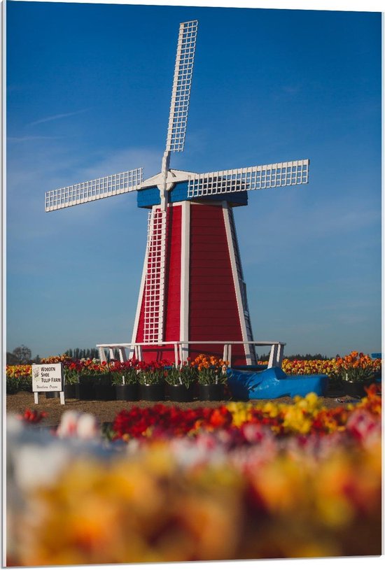 Acrylglas - Rode Molen in Tulpenveld - 60x90cm Foto op Acrylglas (Met Ophangsysteem)