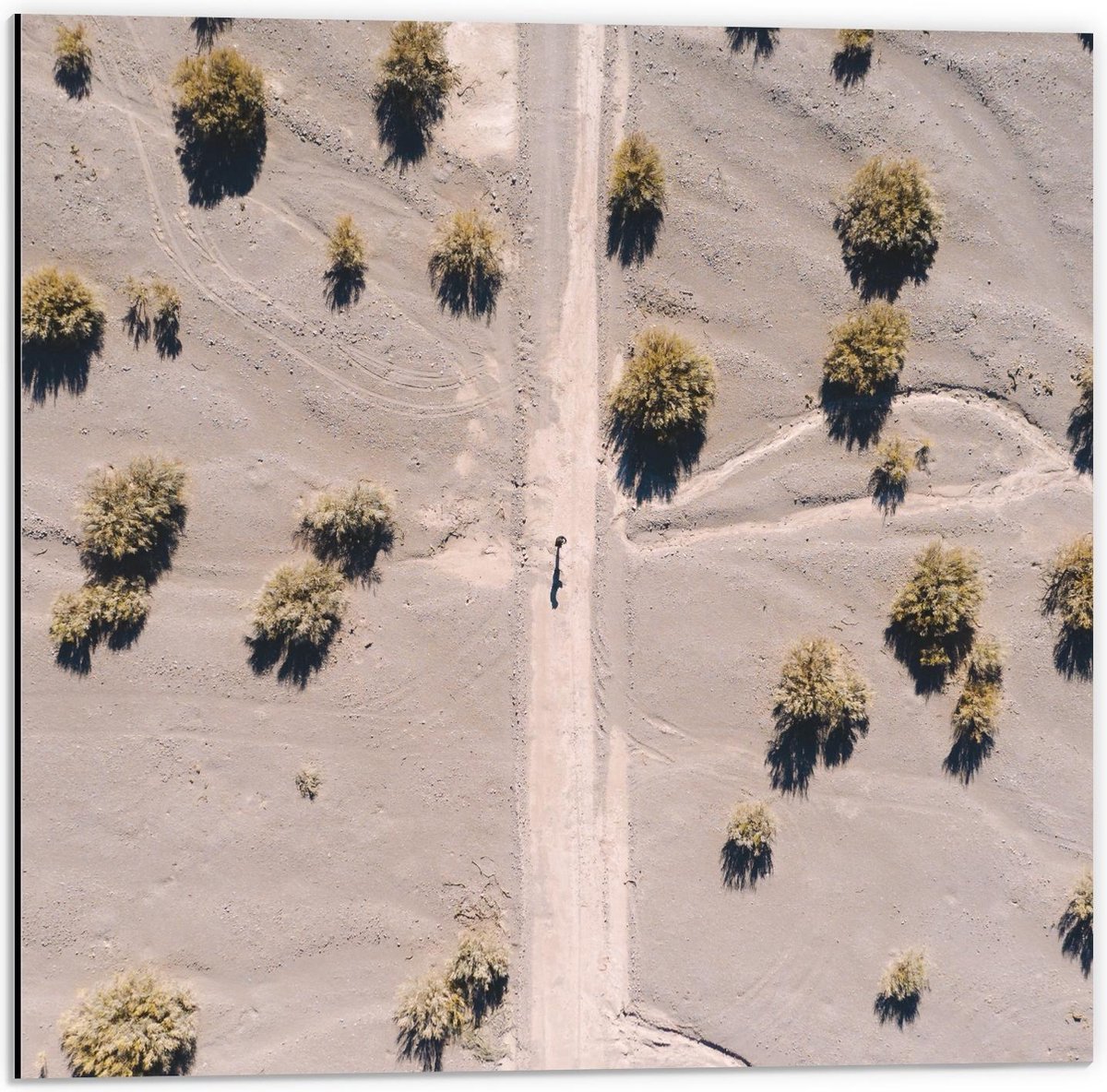 Dibond - Weg tussen Boompjes - 50x50cm Foto op Aluminium (Wanddecoratie van metaal)