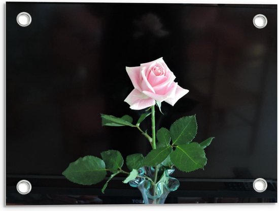 Tuinposter – Mooie Roze Roos - 40x30cm Foto op Tuinposter  (wanddecoratie voor buiten en binnen)