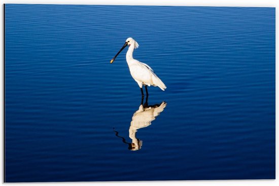 Dibond - Witte Vogel met een Lange Snavel in het Water - 60x40cm Foto op Aluminium (Wanddecoratie van metaal)