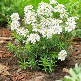 25 x Iberis sempervirens - Scheefkelk in 9x9cm pot met hoogte 5-10cm